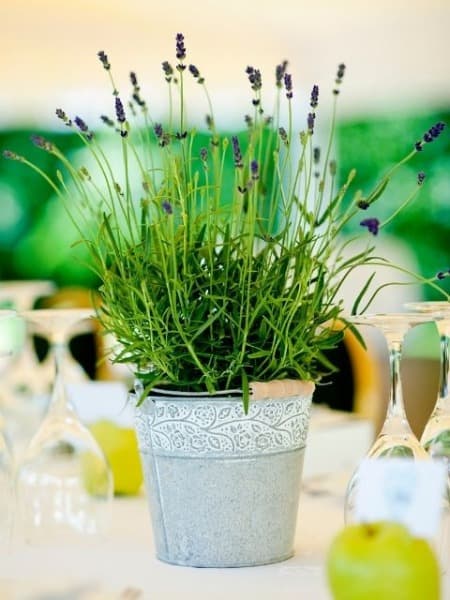 Location plantes